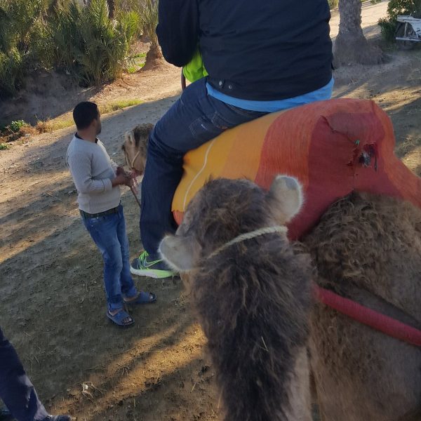 camel-ride